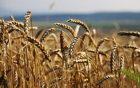 Ce blé russe résistant au froid, écologique, riche en protéines et à haut rendement | CONFLIT RUSSO-UKRAINIEN | Scoop.it