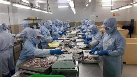 VIETNAM : Crevettes : 3,3 milliards de dollars d&rsquo;exportations en huit mois | ASIES | Scoop.it