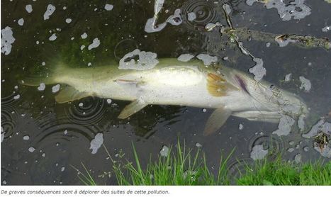 Cr&eacute;py-en-Valois : la f&ecirc;te du parc est annul&eacute;e en raison d&rsquo;une pollution chimique | Le Bonhomme Picard / 13.06.2019 | Pollution accidentelle des eaux par produits chimiques | Scoop.it