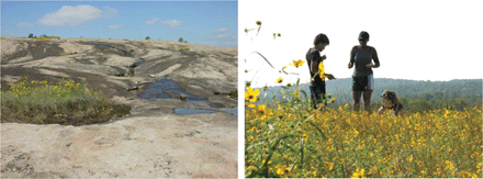 Science: Investigating Arabia Mountain: A Molecular Approach. IBI prize for inquiry-based instruction! | Plant Biology Teaching Resources (Higher Education) | Scoop.it