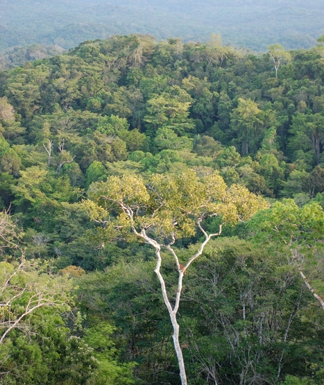 Comment se maintient la biodiversité en forêt tropicale primaire? | Biodiversité - @ZEHUB on Twitter | Scoop.it