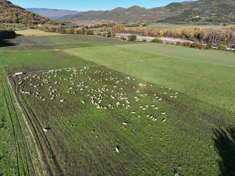 Usage des drones en élevage : Pour quoi ? Comment ? | Elevage et numérique | Scoop.it