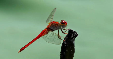 L&rsquo;impact du r&eacute;chauffement sur les libellules et les demoiselles | EntomoNews | Scoop.it