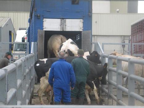 Vice cach&eacute; : Une nouvelle garantie pour les acheteurs de bovins d&rsquo;&eacute;levage | Actualit&eacute; B&eacute;tail | Scoop.it