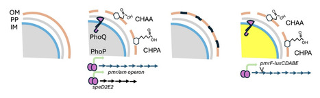 Narcosis biosensor for the detection of bacterial membrane disruption by naphthenic acids | brvm | RMH | Scoop.it