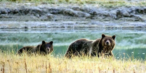 Canada conservationists push back as grizzly hunting ban lifted - Raw Story | Operation Deimos | Scoop.it