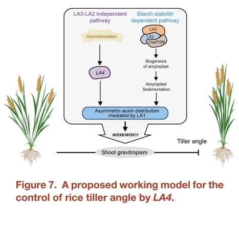 LAZY4 acts additively with the starch–statolith-dependent gravity-sensing pathway to regulate shoot gravitropism and tiller angle in rice | Plant hormones (Literature sources on phytohormones and plant signalling) | Scoop.it