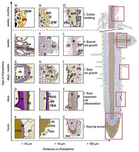 Cell walls and their role in the plant root microbiome | Tin | RMH | Scoop.it