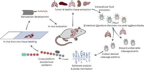 Proteolysis activity mapping and substrate discovery platform for identifying tumor-activated biosensors | Ncb | RMH | Scoop.it