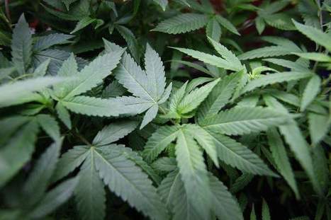 Renters won't be able to smoke, grow medical marijuana at home under new bill | Beckley News : Cannabis - Marijuana | Scoop.it