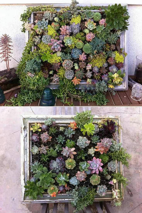 Diy: Framed Vertical Succulent Garden | 1001 Gardens ideas ! | Scoop.it