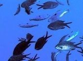 Le changement climatique pourrait favoriser le développement du plancton de petite taille en Méditerranée Nord-Occidentale | Zones humides - Ramsar - Océans | Scoop.it