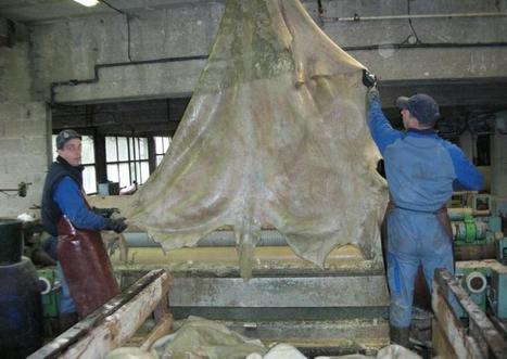 Tannerie Arnal, un métier dans la peau | Métiers, emplois et formations dans la filière cuir | Scoop.it