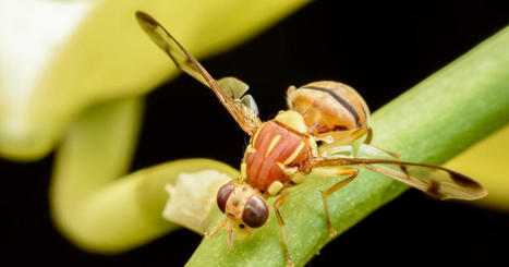 Ces nouveaux insectes nuisibles ravageurs qui menacent nos écosystèmes | Toxique, soyons vigilant ! | Scoop.it