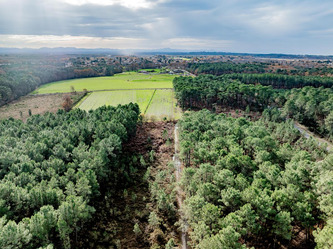 N&eacute;matode du pin&nbsp;: &laquo;&nbsp;Nous ne faisons plus de coupes rases&nbsp;&raquo; assure la directrice de la Draaf Nouvelle-Aquitaine | Nouvelle-Aquitaine | Scoop.it
