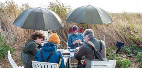 Saint-Vigor-d'Ymonville. Oiseaux en migration&nbsp;: qu'en est-il dans l'estuaire ? | Veille territoriale AURH | Scoop.it