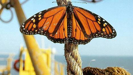 La grande migration des papillons monarques | ARTE | Variétés entomologiques | Scoop.it