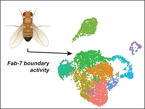 How to tell a gene where and when it should be active? | I2BC Paris-Saclay | Scoop.it