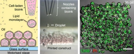 Kurzweil : "U. of Oxford | A breakthrough new method for 3D-printing living tissues | Ce monde à inventer ! | Scoop.it