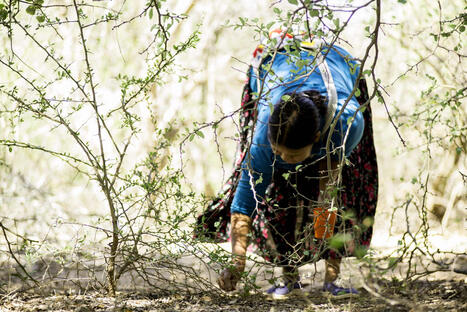 FOOD : Earth Day starts on our PLATES | CIHEAM Press Review | Scoop.it