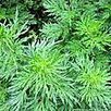 L'armoise, l'amie des femmes - Elixirs-bio.com, le blog | Santé par les plantes | Scoop.it