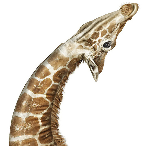 Portraits d’animaux, par Andrew Zuckerman | Livres photo | Scoop.it
