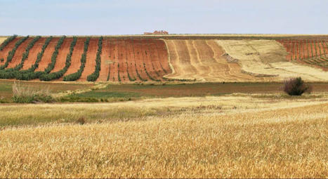 Northstar Brokerage, la empresa que negocia el 25% del trigo duro del mundo desde Sevilla | Sevilla Capital Económica | Scoop.it