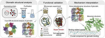 Soil aggregates stability is evidently enhanced by super-binding of the N-terminal disordered tail of glomalin to soil minerals  | Plant-Microbe Symbiosis | Scoop.it