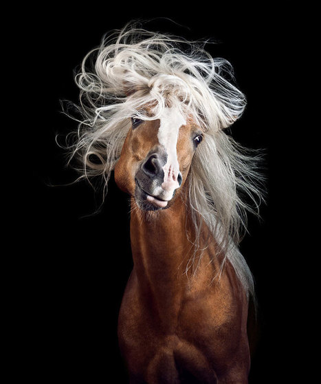 Les magnifiques photos de chevaux de Wiebke Haas - 2Tout2Rien | Salon du Cheval | Scoop.it