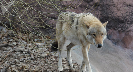 Un loup a attaqué des campeurs endormis dans une tente sur un camping - Sputnik France | Loup | Scoop.it