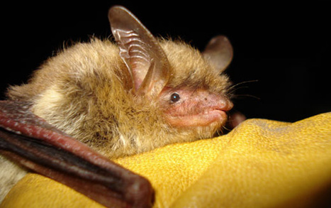 States raise concerns about bat protection plan | Timberland Investment | Scoop.it
