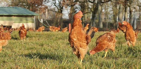Comment la VIANDE de poulet a conquis le monde&nbsp;? | CIHEAM Press Review | Scoop.it