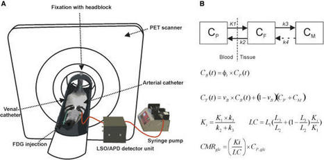 Bird neurons consume three times less glucose than mammalian neurons | Amazing Science | Scoop.it