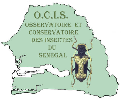 OCIS - Observatoire et Conservatoire des Insectes du Sénégal | Au fil des Associations | Scoop.it