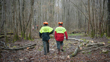 La forêt, des métiers au plus près de la nature | Employabilité et emploi | Scoop.it