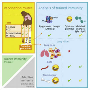 Stronger induction of trained immunity by mucosal BCG or MTBVAC vaccination compared to standard intradermal vaccination | Mucosal Immunity | Scoop.it