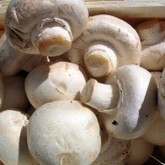 Audio : Les biocarburants appuient sur le champignon | Economie Responsable et Consommation Collaborative | Scoop.it