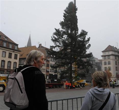 Le sapin est en place | Alsace Actu | Scoop.it