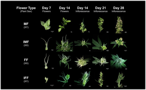 Original Paper in Plant J &bull; Torkamaneh Lab 2026 &bull; Sex-specific ethylene responses drive floral sexual plasticity in Cannabis sativa | Originals | Scoop.it