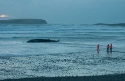 Pictures: Locals flock to see 20 metre fin whale washed up on Achill beach | Soggy Science | Scoop.it