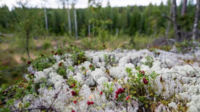 T&auml;n&auml;&auml;n on Suomen luonnon p&auml;iv&auml; | A1Uutiset | Scoop.it