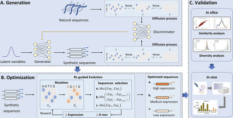 De novo promoter design method based on deep generative and dynamic evolution algorithm | nar | RMH | Scoop.it