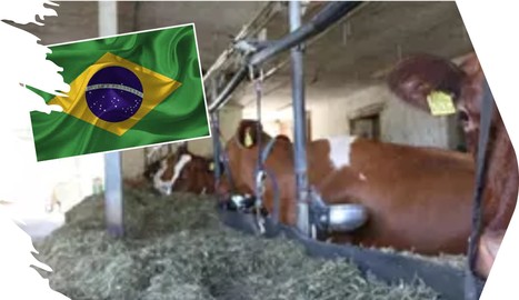 Au Brésil, le lait coûte plus cher que l'essence | Lait de Normandie... et d'ailleurs | Scoop.it