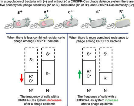 Conditions for the spread of CRISPR-Cas immune systems into bacterial populations | ISME | RMH | Scoop.it
