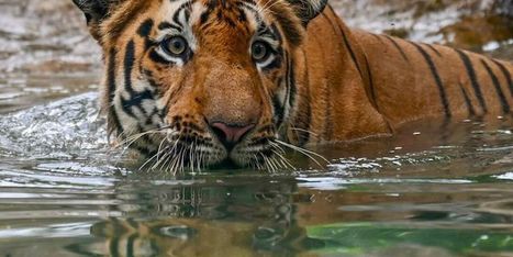 Toxic forever chemicals found in more than 330 animal species - RawStory.com | Operation Deimos | Scoop.it