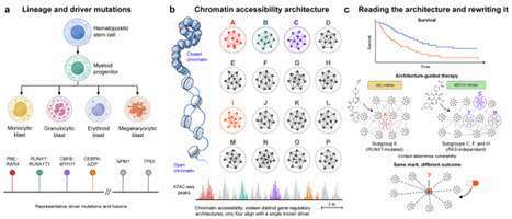 Chromatin accessibility in leukemia: mapping and the limits of reprogramming | Signal Transduction and Targeted Therapy | Hematology | Scoop.it