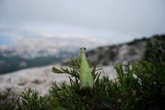 Quels paysages pour les Calanques ? - Parc National des Calanques | Biodiversité | Scoop.it