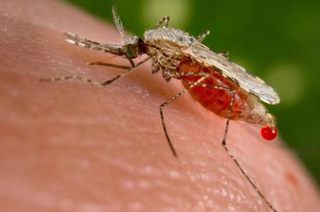 Malaria and CRISPR: Gene Editing Causes Complete Collapse of Mosquito Population in 'Major Breakthrough' for Disease Eradication | Sustainability Science | Scoop.it
