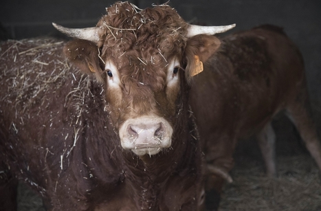 Performances zootechniques et qualit&eacute;s des viandes de taurillons / Carnissime | Actualit&eacute;s de l'&eacute;levage | Scoop.it