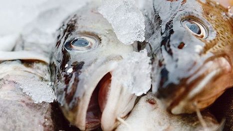 [Bilan] - Le saumon perd sa place de premier poisson consommé | HALIEUTIQUE MER ET LITTORAL | Scoop.it